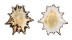 PATELLIDAE PATELLA LONGICOSTA shell