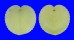 CARDIIDAE CORCULUM CARDISSA shell