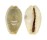 CYPRAEIDAE EROSARIA EROSA CHLORIZANS shell