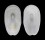 FISSURELLIDAE SCUTUS UNGUIS shell