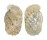 TROCHIDAE STOMATIA PHYMOTIS shell