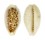 CYPRAEIDAE BLASICRURA COXENI shell