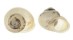 LANDSNAIL SINUMELON SPECIES shell
