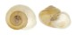LANDSNAIL SINUMELON SPECIES shell