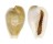CYPRAEIDAE EROSARIA MILIARIS MILIARIS shell