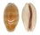 CYPRAEIDAE LYNCINA LEVIATHAN TITAN shell