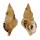 RANELLIDAE SASSIA SEMITORTA shell