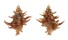 CORALLIOPHILIDAE BABELOMUREX GEMMATUS shell
