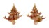 CORALLIOPHILIDAE BABELOMUREX GEMMATUS shell