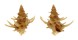 CORALLIOPHILIDAE BABELOMUREX cf. DIADEMA shell