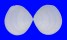 TELLINIDAE CYCLOTELLINA REMIES shell