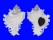 MURICIDAE CHICOREUS CICHOREUM shell