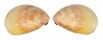 CARDIIDAE LAEVICARDIUM ATTENUATUM shell