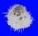 SPONDYLIDAE SPONDYLUS NICOBARICUS CILIATUS shell