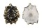 LOTTIIDAE PATELLOIDA SACCHARINA LANX shell