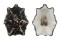 LOTTIIDAE PATELLOIDA SACCHARINA LANX shell
