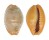 CYPRAEIDAE CYPRAEA CITRINA DAUPHIENSIS shell