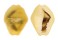 CYPRAEIDAE MONETARIA MONETA shell