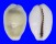 CYPRAEIDAE MONETARIA MONETA shell