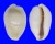 CYPRAEIDAE MONETARIA MONETA shell