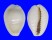 CYPRAEIDAE MONETARIA MONETA shell