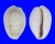 CYPRAEIDAE MONETARIA MONETA shell