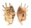 STROMBIDAE LAMBIS LAMBIS shell