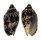 VOLUTIDAE CYMBIOLA VESPERTILIO shell