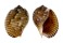 TONNIDAE TONNA CANALICULATA shell