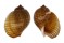 TONNIDAE TONNA CANALICULATA shell