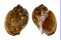 TONNIDAE TONNA CANALICULATA shell