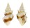 TURRIDAE CLAVUS CANALICULARIS shell