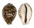 CYPRAEIDAE CYPRAEA TIGRIS shell