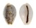 CYPRAEIDAE EROSARIA BOIVINI shell