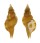 RANELLIDAE MONOPLEX GEMMATUS shell