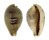 CYPRAEIDAE ERRONEA PYRIFORMIS shell
