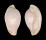 OVULIDAE PSEUDOSIMNIA MARGINATA shell