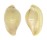 OVULIDAE PSEUDOSIMNIA MARGINATA shell