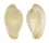 OVULIDAE PSEUDOSIMNIA MARGINATA shell