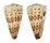 CONIDAE CONUS IMPERIALIS shell