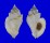 MURICIDAE DERMOMUREX NEGLECTA shell