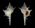 MURICIDAE HAUSTELLUM SOBRINUS shell