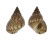 LITTORINIDAE LITTORIA LUTEA shell