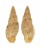 VOLUTIDAE LYRIA VICDANI shell