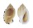 CASSIDAE CASMARIA ERINACEUS VIBEX shell