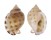 CASSIDAE PHALIUM BISULCATA BOOLEYI shell