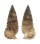 CERITHIIDAE RHINOCLAVIS SINENSIS shell