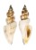 STROMBIDAE STROMBUS URCEUS shell