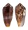 CONIDAE CONUS CIRCUMCISUS shell