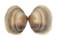 VENERIDAE IRUS CRENATUS shell